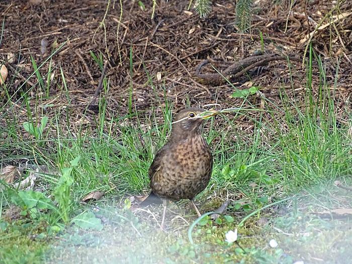 Klicke auf die Grafik fr eine grere Ansicht

Name:	Amsel4.jpg
Hits:	0
Gre:	128,5 KB
ID:	139552