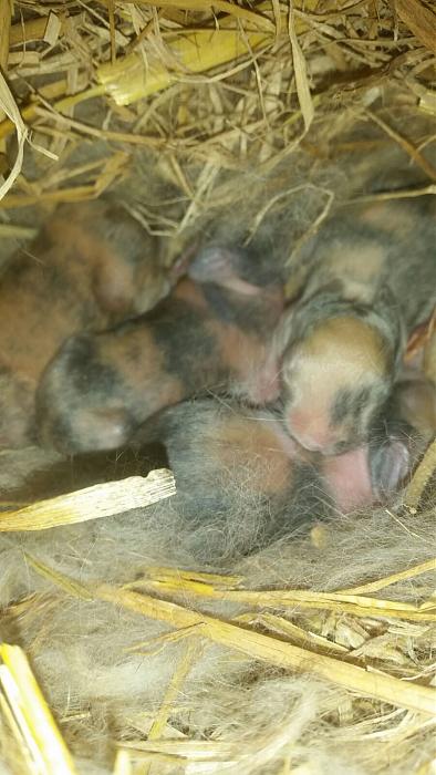 Klicke auf die Grafik f�r eine gr��ere Ansicht

Name:	2016-05-30-PHOTO-00000112.jpg
Hits:	0
Gr��e:	34,9 KB
ID:	140945