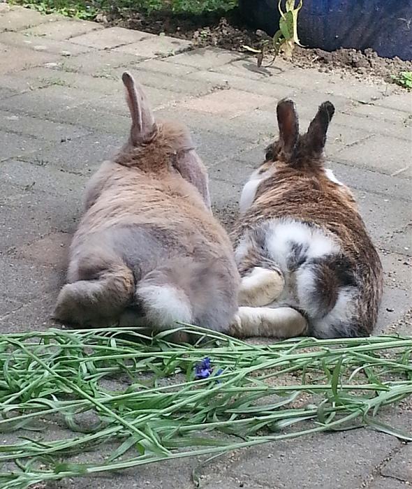 Klicke auf die Grafik fr eine grere Ansicht

Name:	Synchron-Chillen.jpg
Hits:	2
Gre:	66,2 KB
ID:	141087