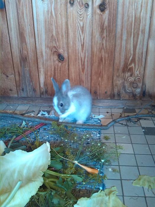 Klicke auf die Grafik f�r eine gr��ere Ansicht

Name:	13844179_1352187814795541_926775170_o.jpg
Hits:	0
Gr��e:	45,2 KB
ID:	143723