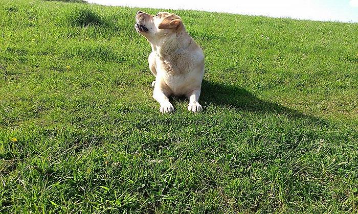 Klicke auf die Grafik fr eine grere Ansicht

Name:	11128413_662062843898822_158109442_n.jpg
Hits:	1
Gre:	146,6 KB
ID:	145563