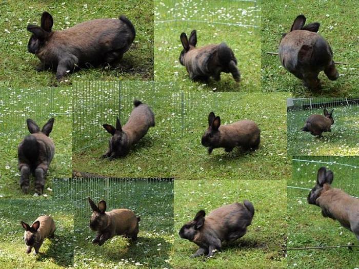 Klicke auf die Grafik fr eine grere Ansicht

Name:	Hase Collage.jpg
Hits:	26
Gre:	119,7 KB
ID:	14655