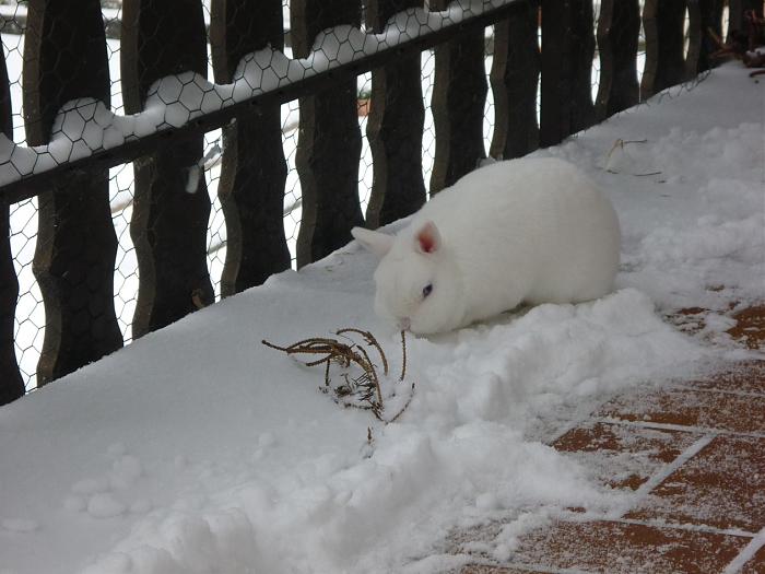 Klicke auf die Grafik fr eine grere Ansicht

Name:	Winter-Ingrid.jpg
Hits:	0
Gre:	53,4 KB
ID:	147119