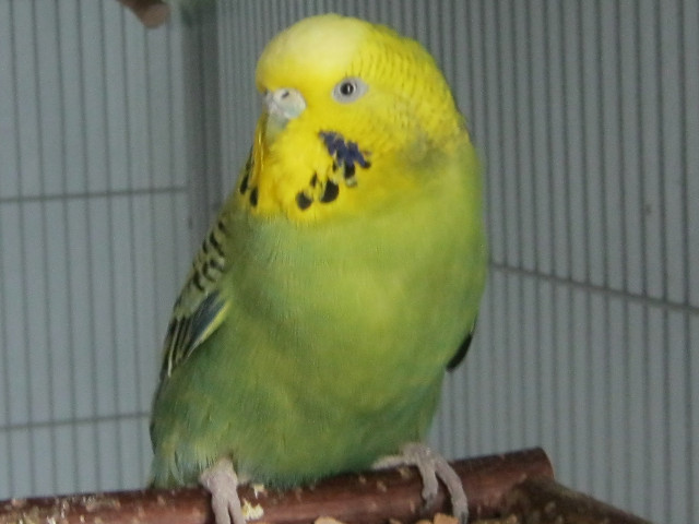 Klicke auf die Grafik fr eine grere Ansicht

Name:	rubi.jpg
Hits:	103
Gre:	58,8 KB
ID:	148556