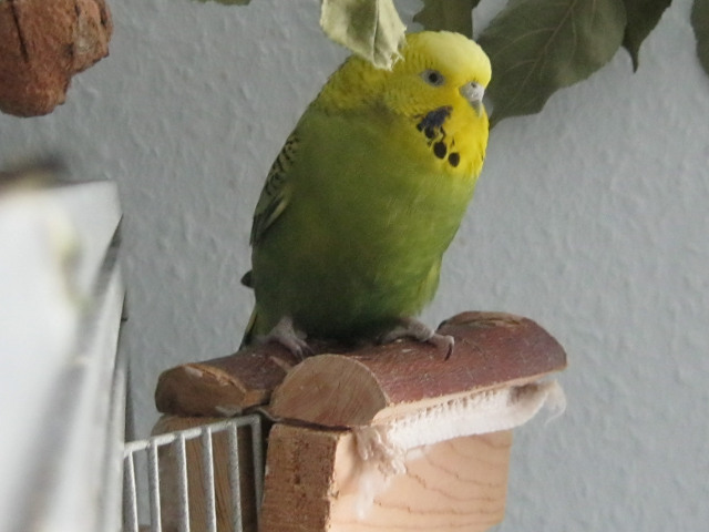 Klicke auf die Grafik fr eine grere Ansicht

Name:	rubi2.jpg
Hits:	103
Gre:	63,7 KB
ID:	148557