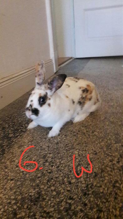 Klicke auf die Grafik f�r eine gr��ere Ansicht

Name:	F10.jpg
Hits:	0
Gr��e:	28,8 KB
ID:	150756