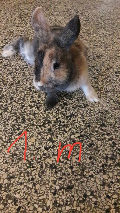 Klicke auf die Grafik f�r eine gr��ere Ansicht

Name:	F2.jpg
Hits:	1
Gr��e:	58,9 KB
ID:	150764