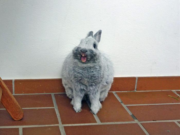 Klicke auf die Grafik fr eine grere Ansicht

Name:	Ghnen bearbeitet - Kopie.jpg
Hits:	1
Gre:	45,0 KB
ID:	151381