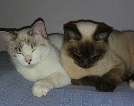 Klicke auf die Grafik f�r eine gr��ere Ansicht

Name:	katze1neu.jpg
Hits:	423
Gr��e:	10,2 KB
ID:	152284