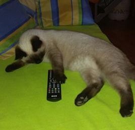 Klicke auf die Grafik f�r eine gr��ere Ansicht

Name:	katze2neu.jpg
Hits:	426
Gr��e:	9,7 KB
ID:	152285