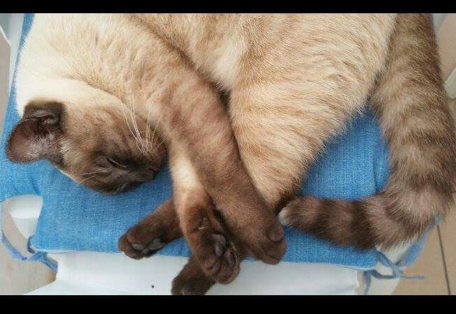 Klicke auf die Grafik f�r eine gr��ere Ansicht

Name:	katze 3.jpg
Hits:	427
Gr��e:	55,9 KB
ID:	152286