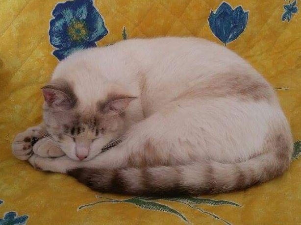 Klicke auf die Grafik f�r eine gr��ere Ansicht

Name:	katze 4.jpg
Hits:	430
Gr��e:	45,2 KB
ID:	152287