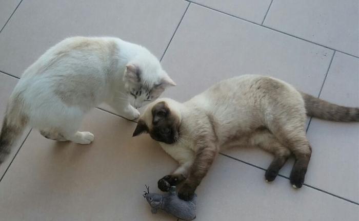 Klicke auf die Grafik f�r eine gr��ere Ansicht

Name:	katze.jpg
Hits:	0
Gr��e:	28,1 KB
ID:	152884