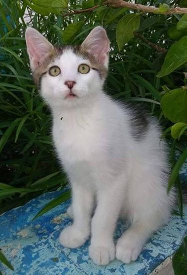 Klicke auf die Grafik f�r eine gr��ere Ansicht

Name:	kater1.jpg
Hits:	106
Gr��e:	38,6 KB
ID:	155913