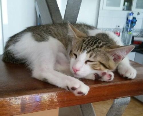 Klicke auf die Grafik f�r eine gr��ere Ansicht

Name:	kater3.jpg
Hits:	106
Gr��e:	29,1 KB
ID:	155914