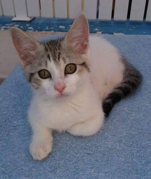 Klicke auf die Grafik f�r eine gr��ere Ansicht

Name:	kitten wbl 2.jpg
Hits:	0
Gr��e:	36,1 KB
ID:	155915