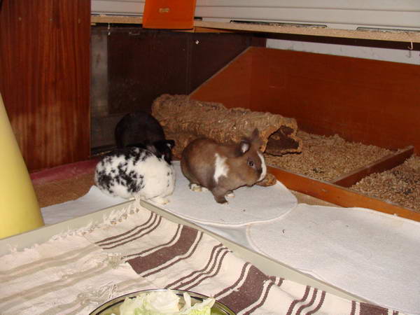 Klicke auf die Grafik fr eine grere Ansicht

Name:	trio05.JPG
Hits:	64
Gre:	34,5 KB
ID:	15630
