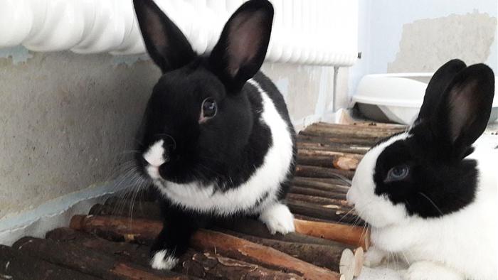 Klicke auf die Grafik f�r eine gr��ere Ansicht

Name:	IMG-20171103-WA0000.jpg
Hits:	0
Gr��e:	38,0 KB
ID:	160738