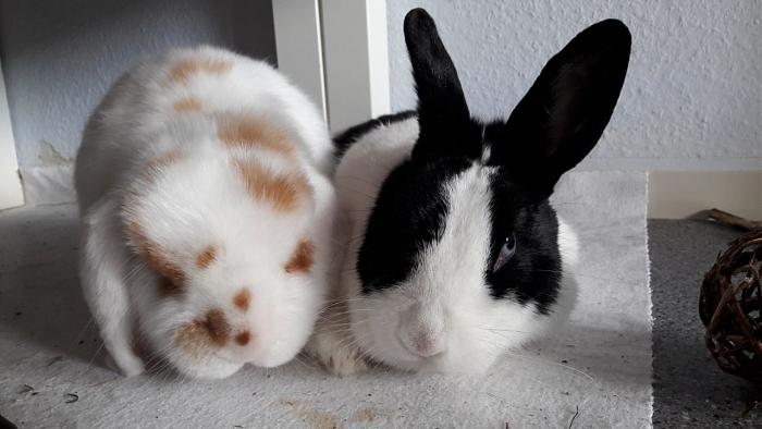 Klicke auf die Grafik f�r eine gr��ere Ansicht

Name:	IMG-20171101-WA0001.jpg
Hits:	0
Gr��e:	39,1 KB
ID:	160740