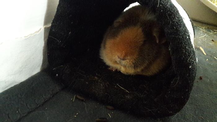 Klicke auf die Grafik fr eine grere Ansicht

Name:	IMG-20171203-WA0003.jpg
Hits:	0
Gre:	34,7 KB
ID:	161401