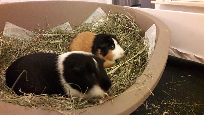 Klicke auf die Grafik fr eine grere Ansicht

Name:	IMG-20171203-WA0000.jpg
Hits:	0
Gre:	54,9 KB
ID:	161405