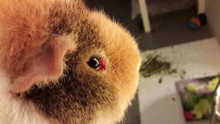 Klicke auf die Grafik fr eine grere Ansicht

Name:	IMG-20171206-WA0002.jpg
Hits:	0
Gre:	42,8 KB
ID:	161593