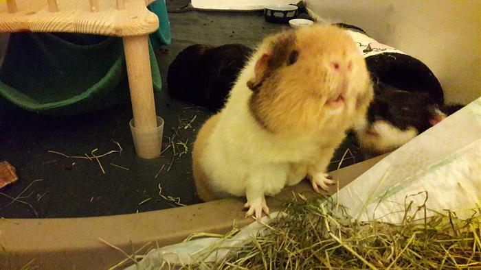 Klicke auf die Grafik fr eine grere Ansicht

Name:	IMG-20171207-WA0001.jpg
Hits:	0
Gre:	48,8 KB
ID:	161816