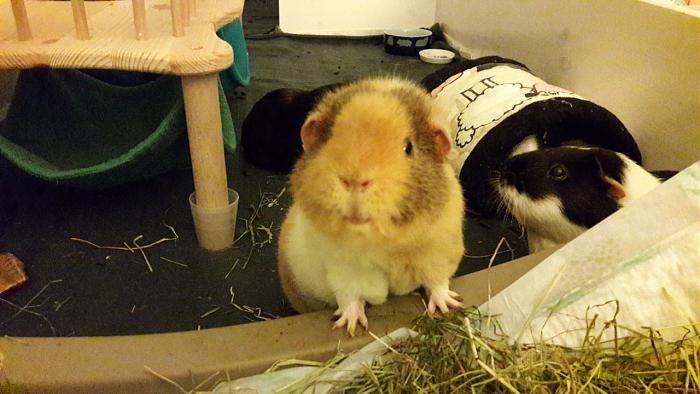 Klicke auf die Grafik fr eine grere Ansicht

Name:	IMG-20171207-WA0002.jpg
Hits:	0
Gre:	49,7 KB
ID:	161817