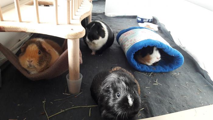 Klicke auf die Grafik fr eine grere Ansicht

Name:	IMG-20171209-WA0002.jpg
Hits:	0
Gre:	39,4 KB
ID:	161818