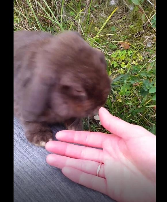 Klicke auf die Grafik für eine größere Ansicht
Name: Brownie3.jpg
Hits: 1
Größe: 43,8 KB
ID: 162795