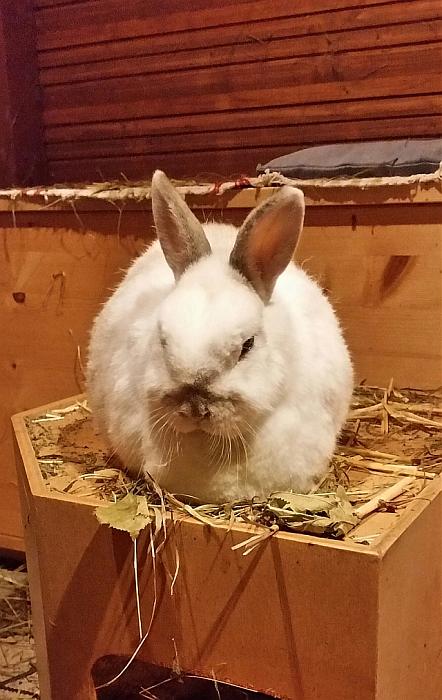 Klicke auf die Grafik für eine größere Ansicht

Name:	Snowy.jpg
Hits:	1
Größe:	35,9 KB
ID:	162857