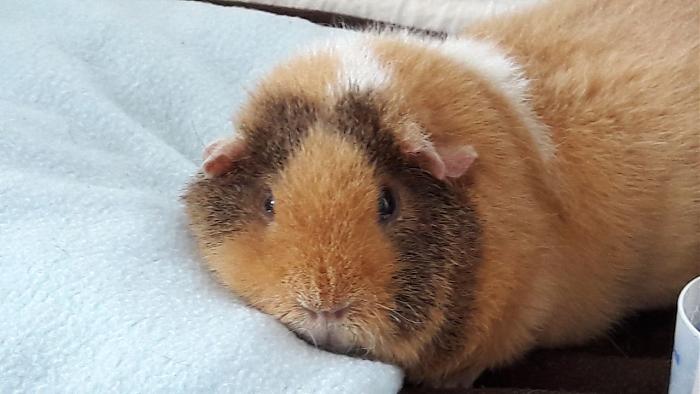 Klicke auf die Grafik f�r eine gr��ere Ansicht

Name:	IMG-20180421-WA0011.jpg
Hits:	2
Gr��e:	40,7 KB
ID:	165022