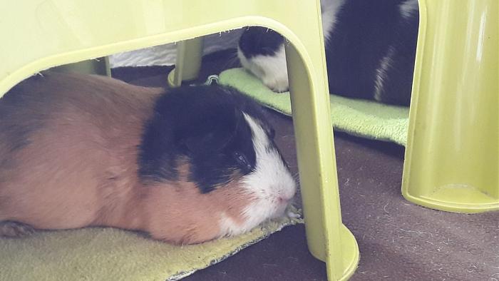 Klicke auf die Grafik f�r eine gr��ere Ansicht

Name:	IMG-20180421-WA0012.jpg
Hits:	0
Gr��e:	36,0 KB
ID:	165024