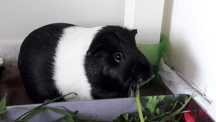 Klicke auf die Grafik f�r eine gr��ere Ansicht

Name:	IMG-20180421-WA0014.jpg
Hits:	0
Gr��e:	34,4 KB
ID:	165025