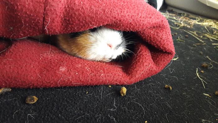 Klicke auf die Grafik f�r eine gr��ere Ansicht

Name:	IMG-20180428-WA0006.jpg
Hits:	0
Gr��e:	57,5 KB
ID:	165172