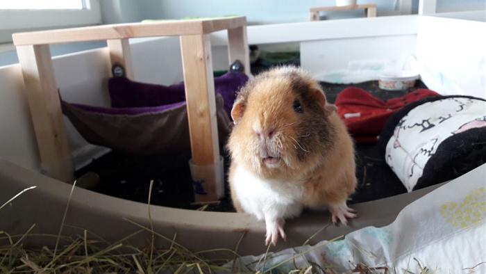 Klicke auf die Grafik f�r eine gr��ere Ansicht

Name:	IMG-20180429-WA0000.jpg
Hits:	0
Gr��e:	37,6 KB
ID:	165173