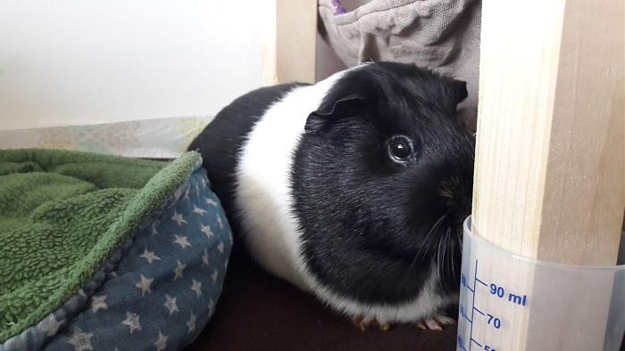 Klicke auf die Grafik f�r eine gr��ere Ansicht

Name:	IMG-20180506-WA0013.jpg
Hits:	0
Gr��e:	37,7 KB
ID:	165388