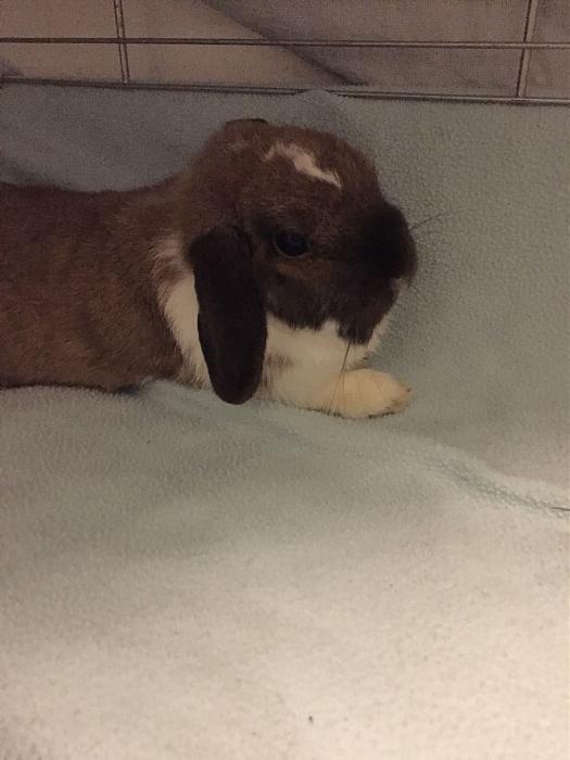 Klicke auf die Grafik f�r eine gr��ere Ansicht

Name:	claudias-lotti-2.jpg
Hits:	1
Gr��e:	24,2 KB
ID:	165414