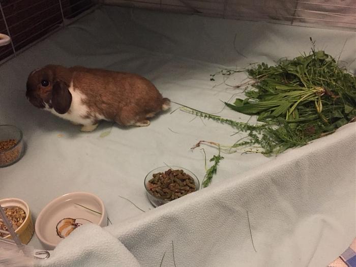 Klicke auf die Grafik f�r eine gr��ere Ansicht

Name:	Claudias-lotti-1.jpg
Hits:	1
Gr��e:	50,0 KB
ID:	165415