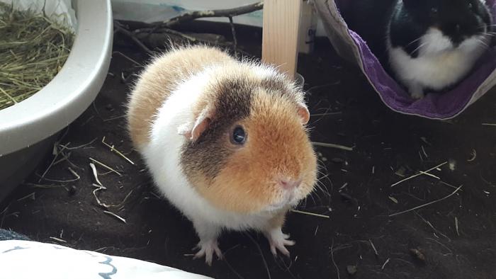 Klicke auf die Grafik f�r eine gr��ere Ansicht

Name:	IMG-20180512-WA0002.jpg
Hits:	1
Gr��e:	41,3 KB
ID:	165478