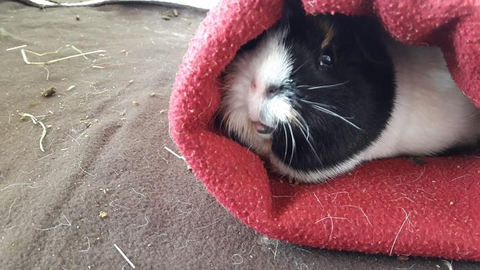 Klicke auf die Grafik f�r eine gr��ere Ansicht

Name:	IMG-20180513-WA0004.jpg
Hits:	0
Gr��e:	56,2 KB
ID:	165482