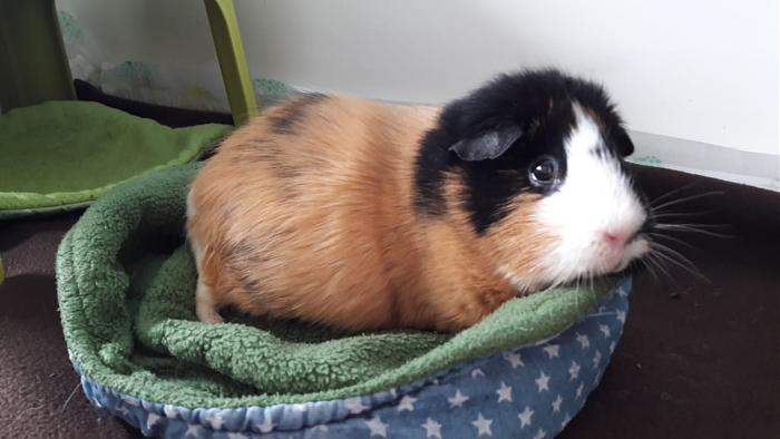 Klicke auf die Grafik f�r eine gr��ere Ansicht

Name:	IMG-20180515-WA0005.jpg
Hits:	0
Gr��e:	38,9 KB
ID:	165642