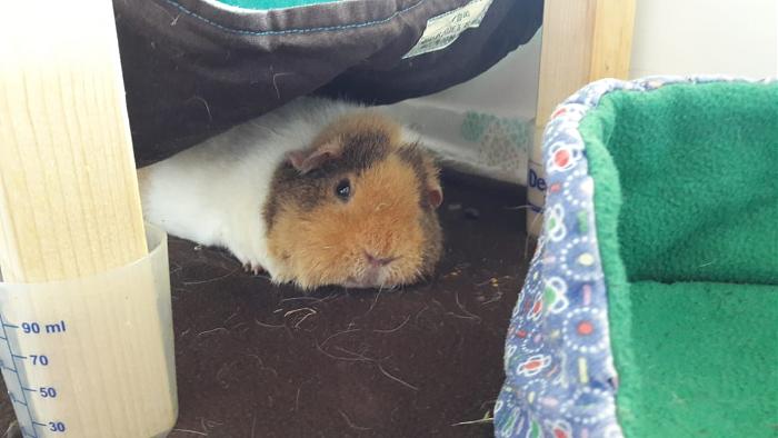 Klicke auf die Grafik f�r eine gr��ere Ansicht

Name:	IMG-20180526-WA0004.jpg
Hits:	0
Gr��e:	39,0 KB
ID:	165804