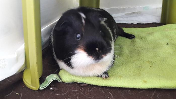 Klicke auf die Grafik f�r eine gr��ere Ansicht

Name:	IMG-20180526-WA0005.jpg
Hits:	0
Gr��e:	36,0 KB
ID:	165805