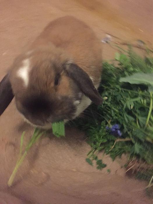 Klicke auf die Grafik f�r eine gr��ere Ansicht

Name:	Lotti-04.jpg
Hits:	0
Gr��e:	26,3 KB
ID:	165889