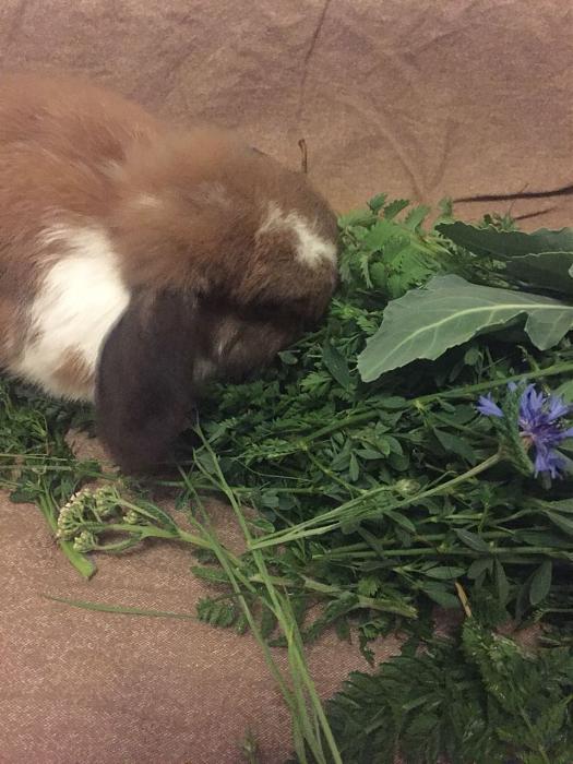 Klicke auf die Grafik f�r eine gr��ere Ansicht

Name:	Lotti-02.jpg
Hits:	0
Gr��e:	40,3 KB
ID:	165891