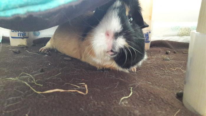 Klicke auf die Grafik f�r eine gr��ere Ansicht

Name:	IMG-20180528-WA0002.jpg
Hits:	0
Gr��e:	39,4 KB
ID:	165916