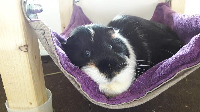 Klicke auf die Grafik f�r eine gr��ere Ansicht

Name:	IMG-20180531-WA0004.jpg
Hits:	0
Gr��e:	46,5 KB
ID:	165917