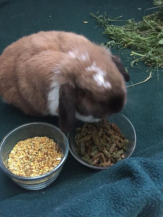 Klicke auf die Grafik f�r eine gr��ere Ansicht

Name:	Lotti-ClaudiaS-05.jpg
Hits:	1
Gr��e:	43,7 KB
ID:	166051