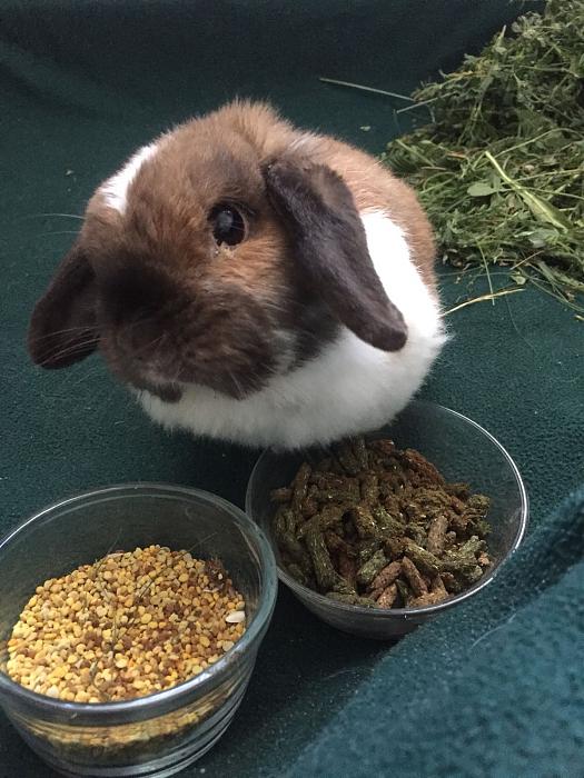 Klicke auf die Grafik f�r eine gr��ere Ansicht

Name:	Lotti-ClaudiaS-03.jpg
Hits:	1
Gr��e:	43,7 KB
ID:	166053